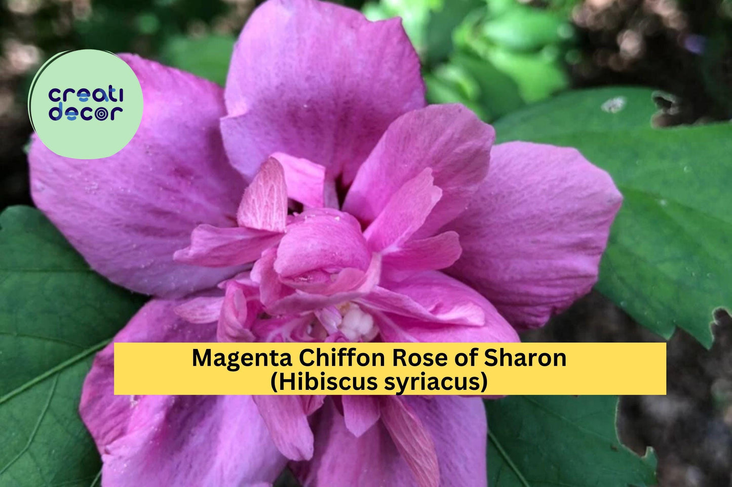 Magenta Chiffon Rose of Sharon Live Rooted Plant | Hibiscus syriacus | Hardy Perennial Shrub with Double Magenta Blooms