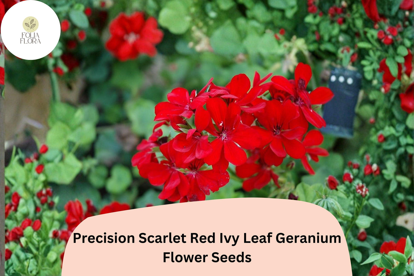 25+ Scarlet Red Geranium Seeds | Trailing Ivy Leaf Pelargonium peltatum ‘Precision Scarlet Red’