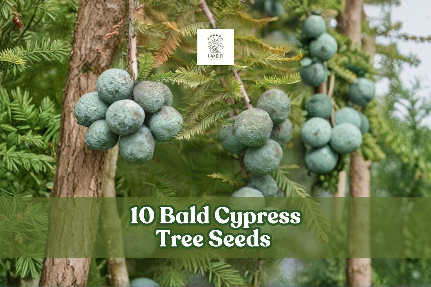 Bald Cypress Tree Seeds - Taxodium distichum - Ornamental Bonsai & Landscape Planting - 10 Seeds