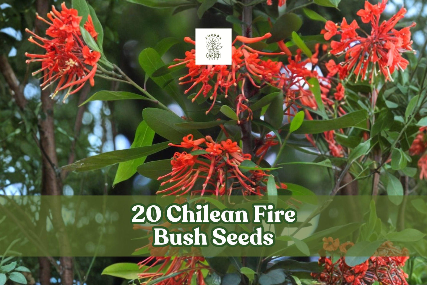 Chilean Fire Bush Seeds – Embothrium coccineum – Rare Scarlet Red Blooming Shrub for Gardens and Landscaping