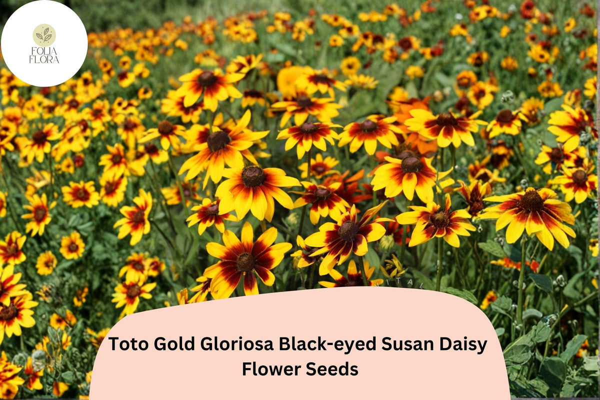 Black-Eyed Susan Seeds, Rudbeckia Hirta, Golden Yellow Blooms, Pollinator-Friendly, 200+ Seeds