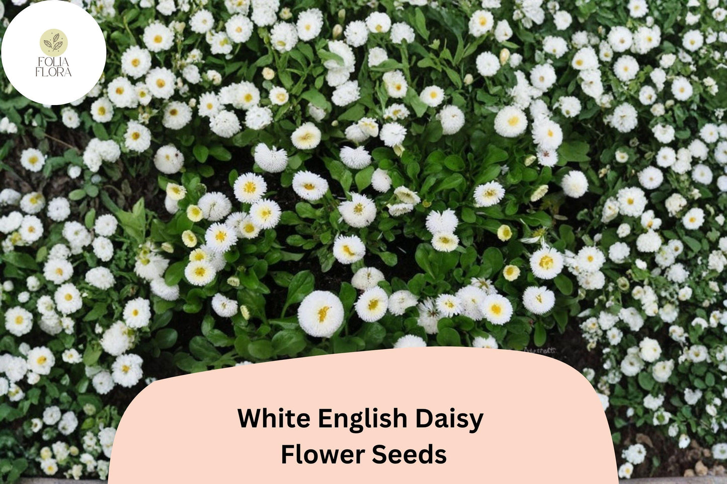 200+ White English Daisy Seeds | Bellis perennis Perennial Flower for Borders, Containers, Cottage Garden