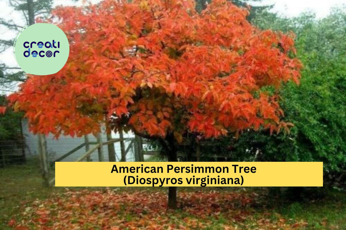 American Persimmon Tree Live Rooted Starter Plant – Native Edible Fruit Tree Diospyros virginiana for Home Orchard