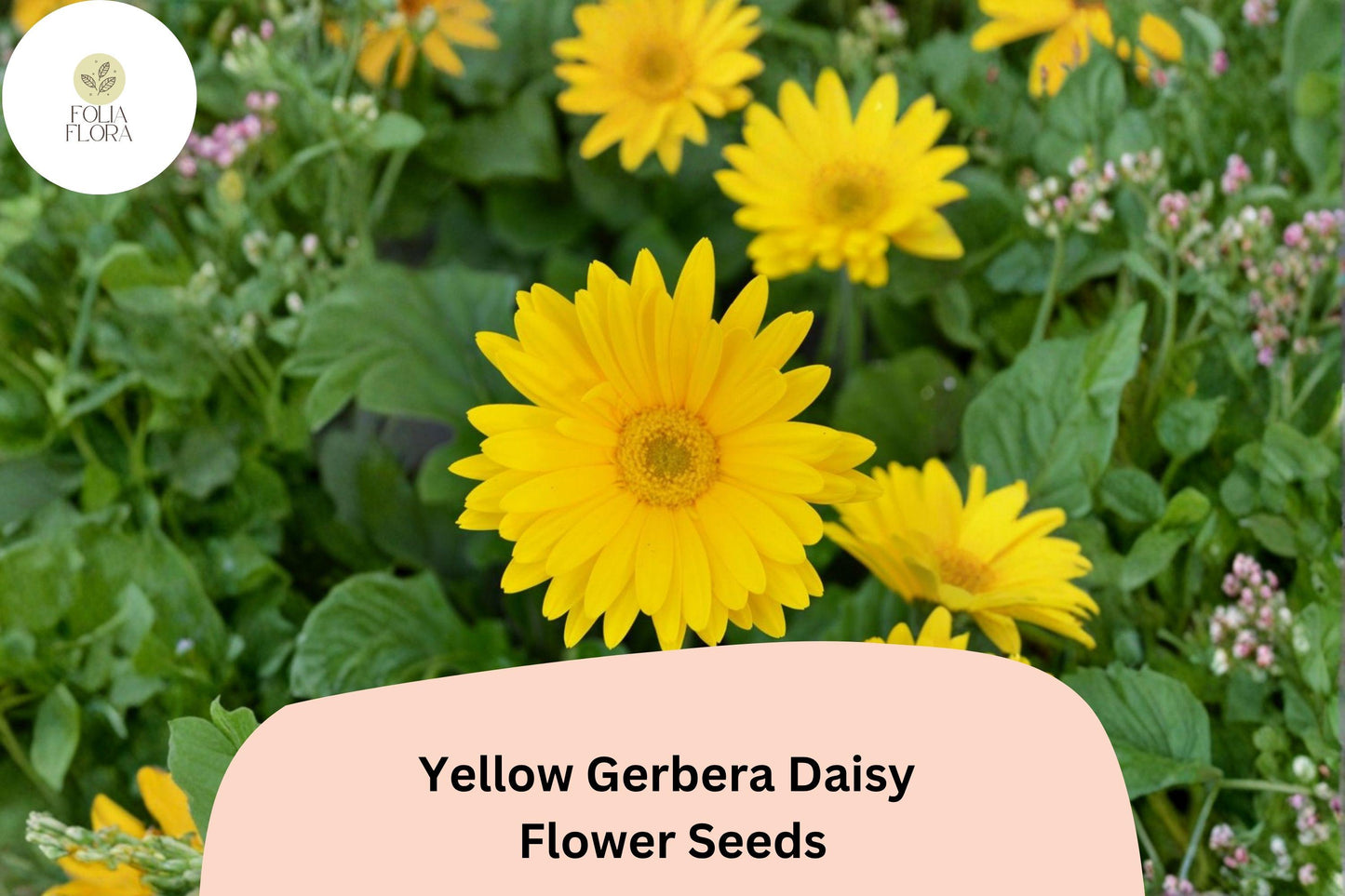 Yellow Gerbera Daisy Seeds | Bright Golden Blooms for Garden & Cut Flowers | Gerbera jamesonii