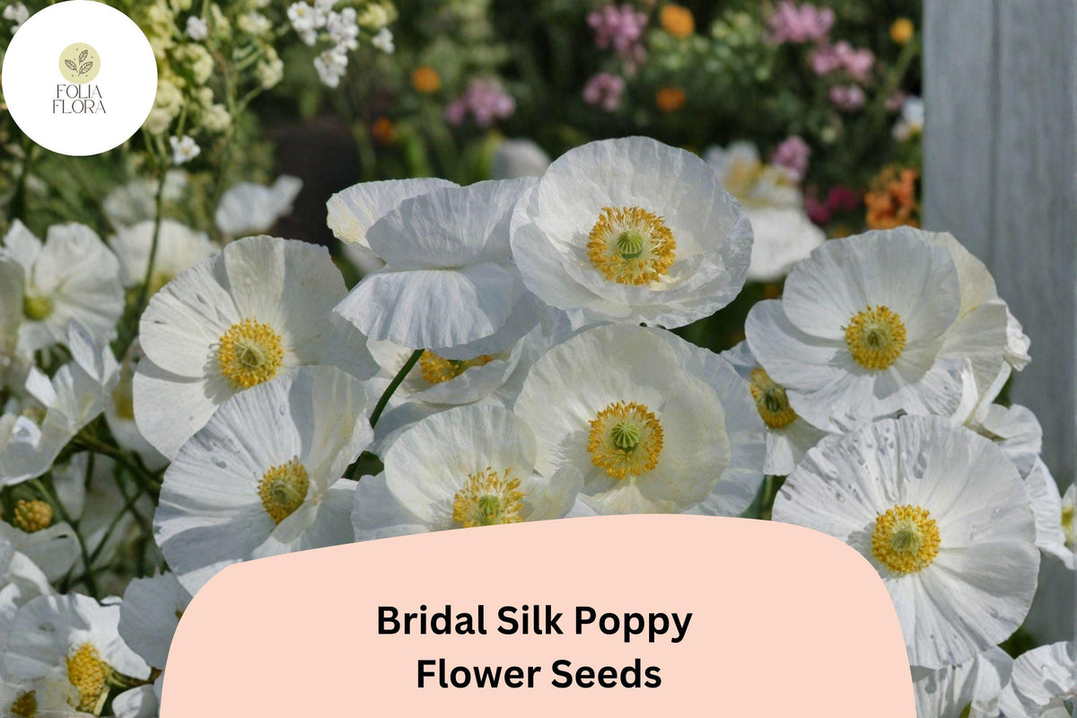 Bridal Silk Poppy Seeds | White Papaver rhoeas | Easy Grow Annual Flower for Gardens, Borders & Containers | 200+ Seeds