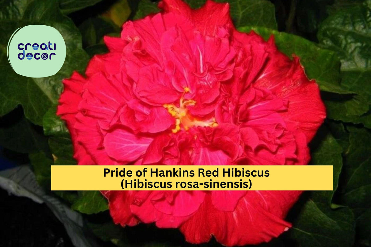 Pride of Hankins Red Hibiscus Rooted Starter Plant – Tropical Hibiscus rosa-sinensis with Triple Red Blooms for Garden or Patio