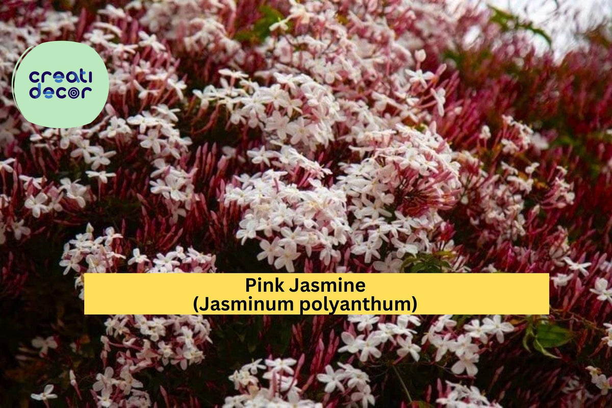Pink Jasmine Starter Plant – Jasminum polyanthum with Fragrant Pink-White Star Flowers – Live Vine for Garden, Patio, or Indoor