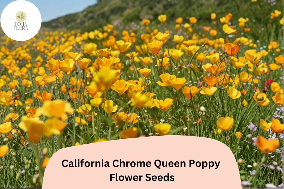 California Chrome Queen Poppy Seeds – Bright Yellow, Drought-Tolerant, Wildflower, Eschscholzia californica, Easy to Grow