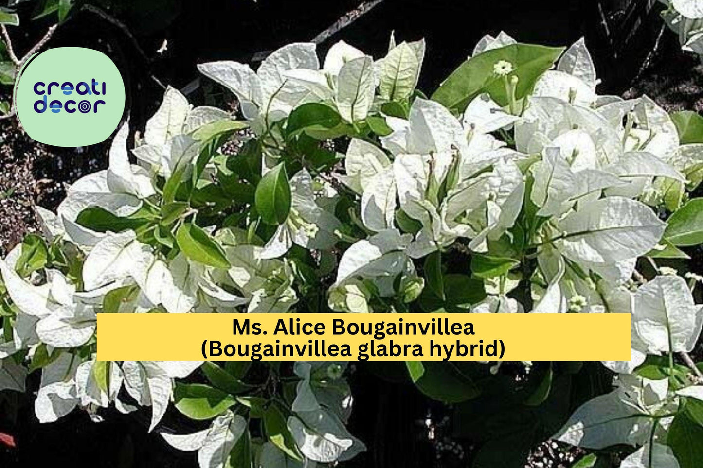 Ms. Alice Bougainvillea Starter Plant – White Flowering Tropical Vine for Patio Pots & Garden Trellises – Bougainvillea glabra Hybrid