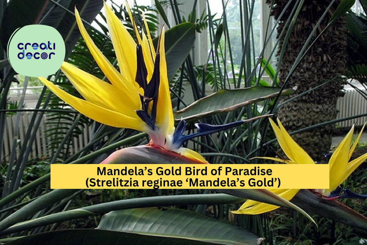 Mandela’s Gold Bird of Paradise Plant – 10–12" Rooted Tropical Strelitzia reginae with Yellow & Blue Flowers for Patio or Garden