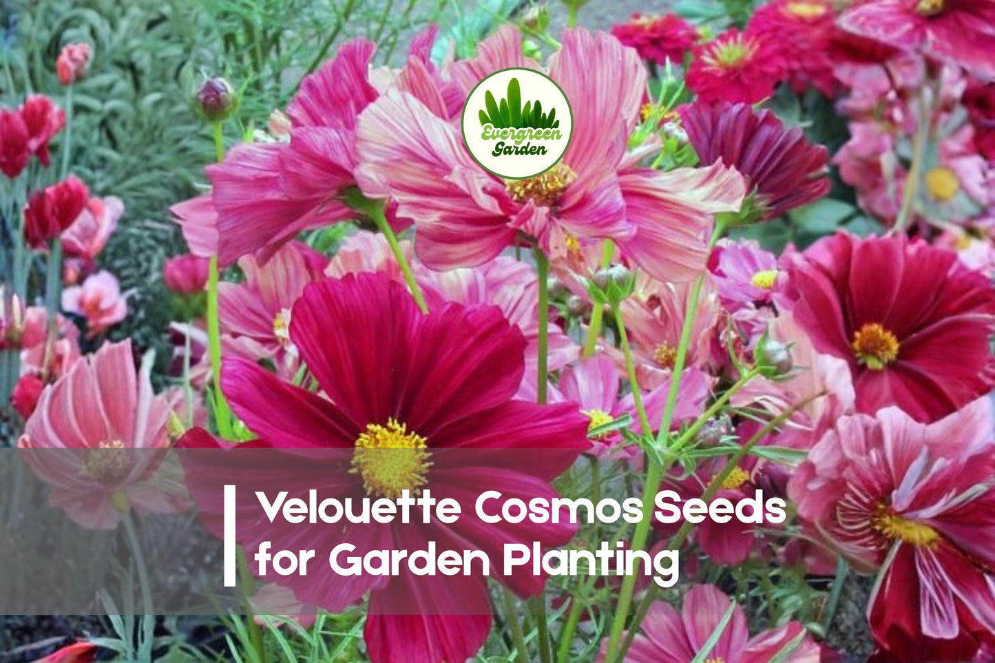 200+ Velouette Cosmos Seeds – Bicolor Deep Red and White Annual Flower for Borders, Pollinator Gardens, Cosmos bipinnatus