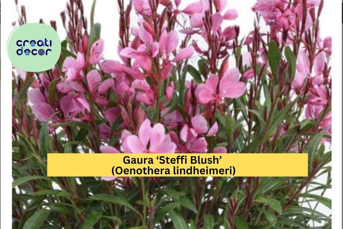 Pink Jasmine Starter Plant – Fragrant Pink-White Star Flowers – Jasminum polyanthum – Garden, Patio, Indoor, Outdoor