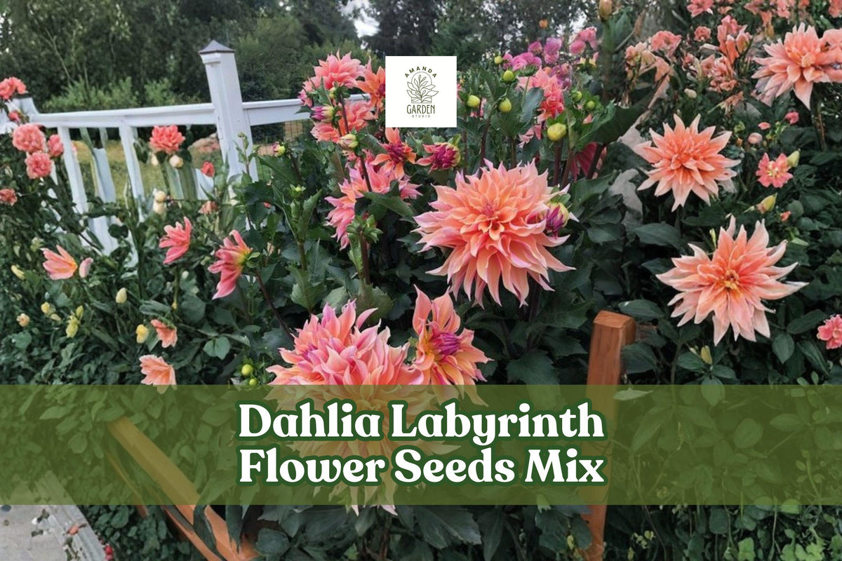 Dahlia Labyrinth Flower Seeds Mix – Exotic Bright Colors, 100+ Dahlia pinnata Seeds for Garden Beds & Cut Flowers