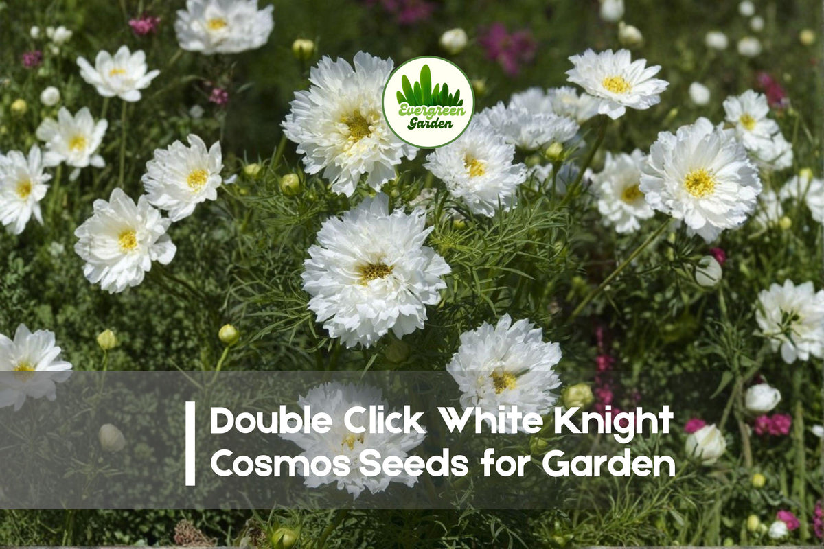 200+ White Knight Cosmos Seeds - Double Click Cosmos bipinnatus, White Flowers, Annual, Butterfly & Bee Attractant
