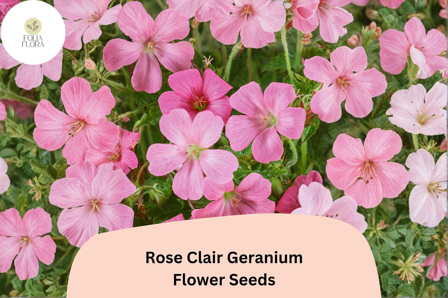 Rose Clair Geranium Seeds, Pink Cranesbill, Perennial Ground Cover, Geranium sanguineum ‘Rose Clair’