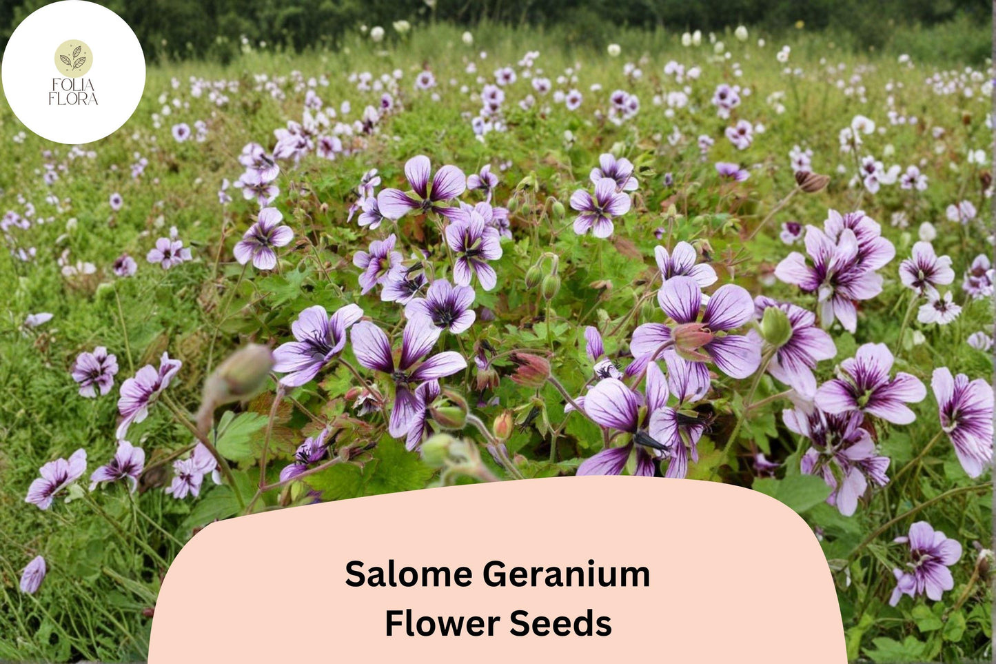 Salome Geranium Seeds | Hardy Perennial Cranesbill | White Blooms | Geranium sanguineum 'Salome' | Garden Border Plant