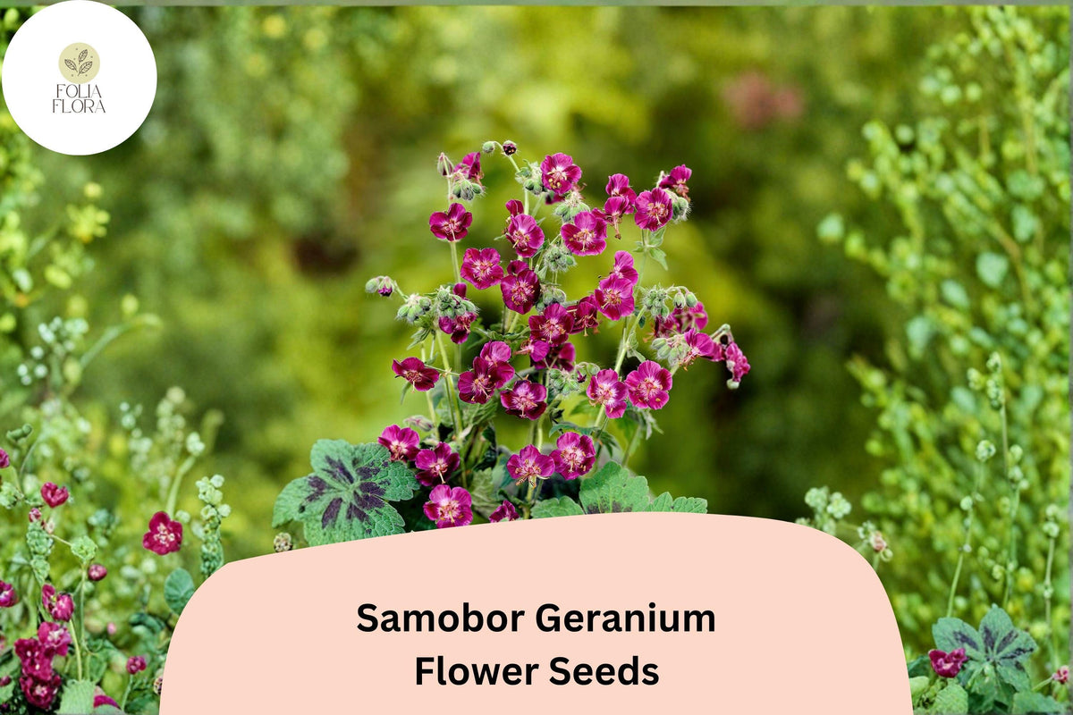 25+ Samobor Geranium Seeds | Purple Cranesbill Perennial for Shade Gardens | Geranium phaeum 'Samobor'