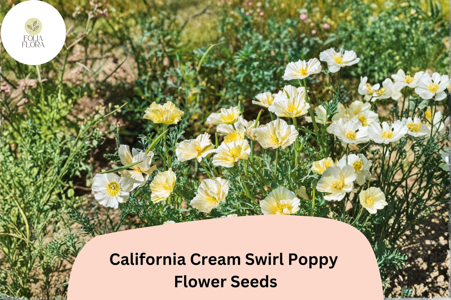 California Cream Swirl Poppy Seeds – White & Yellow Wildflower, Eschscholzia californica, Drought-Tolerant, Pollinator-Friendly, 200+ Seeds