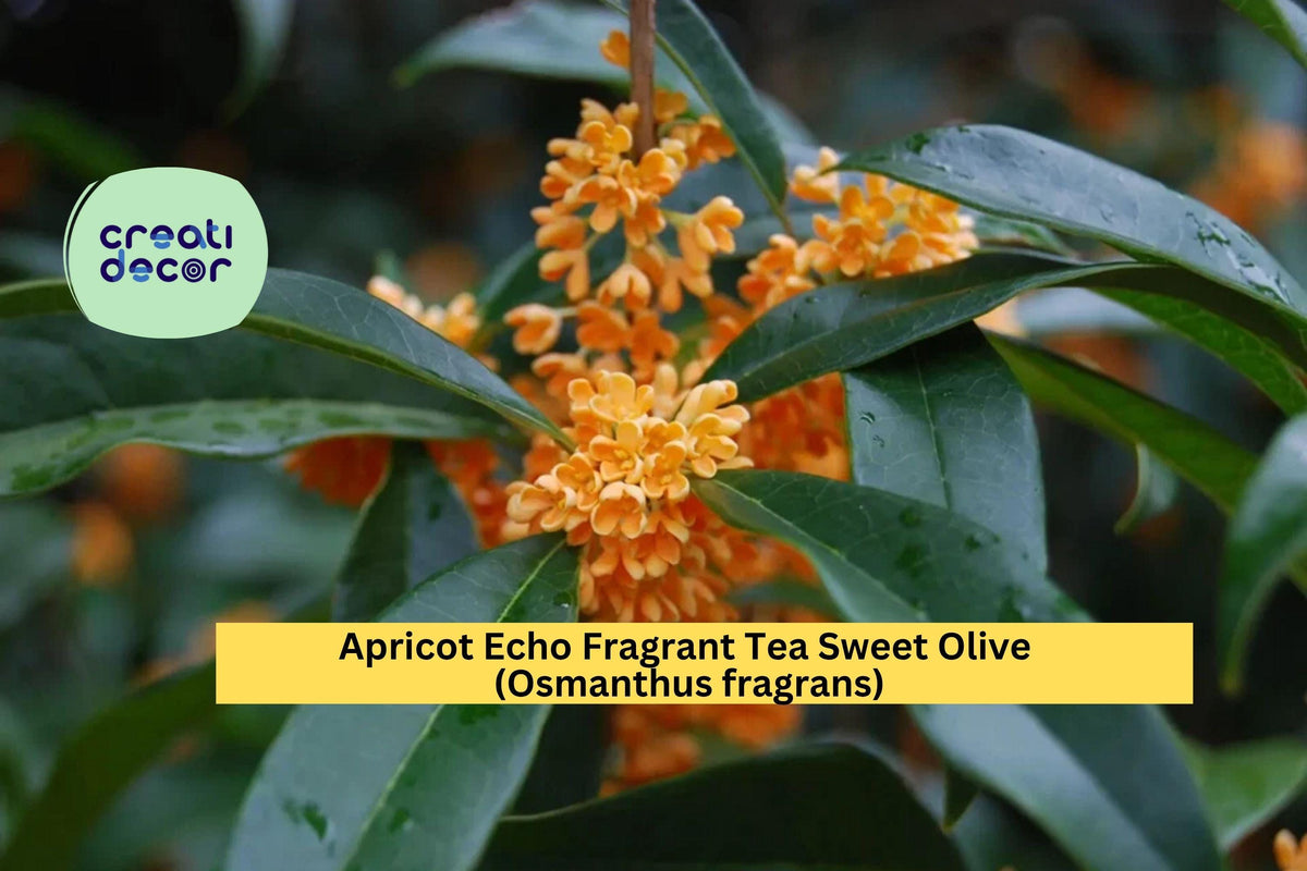 Apricot Echo Osmanthus Fragrans Live Starter Plant – Fragrant Evergreen Shrub for Garden or Patio