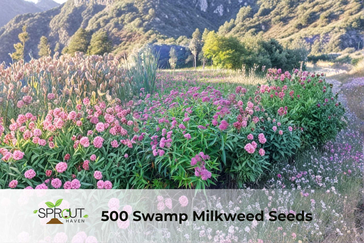 500 Swamp Milkweed Seeds | Asclepias incarnata Perennial Flower for Pollinator Gardens
