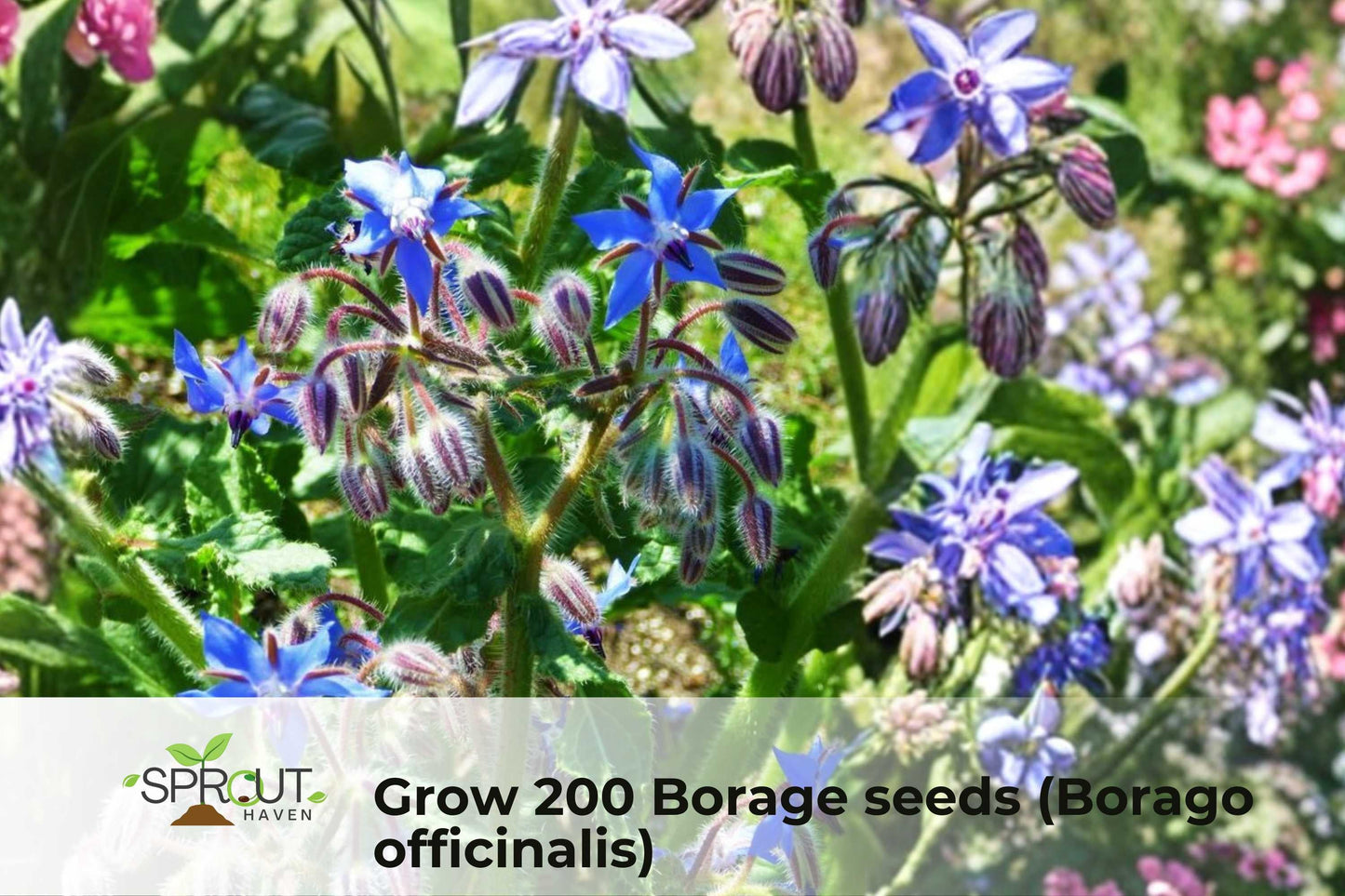 200 Borage Seeds Non-GMO Borago officinalis Pollinator-Friendly Blue Flowers Annual Herb