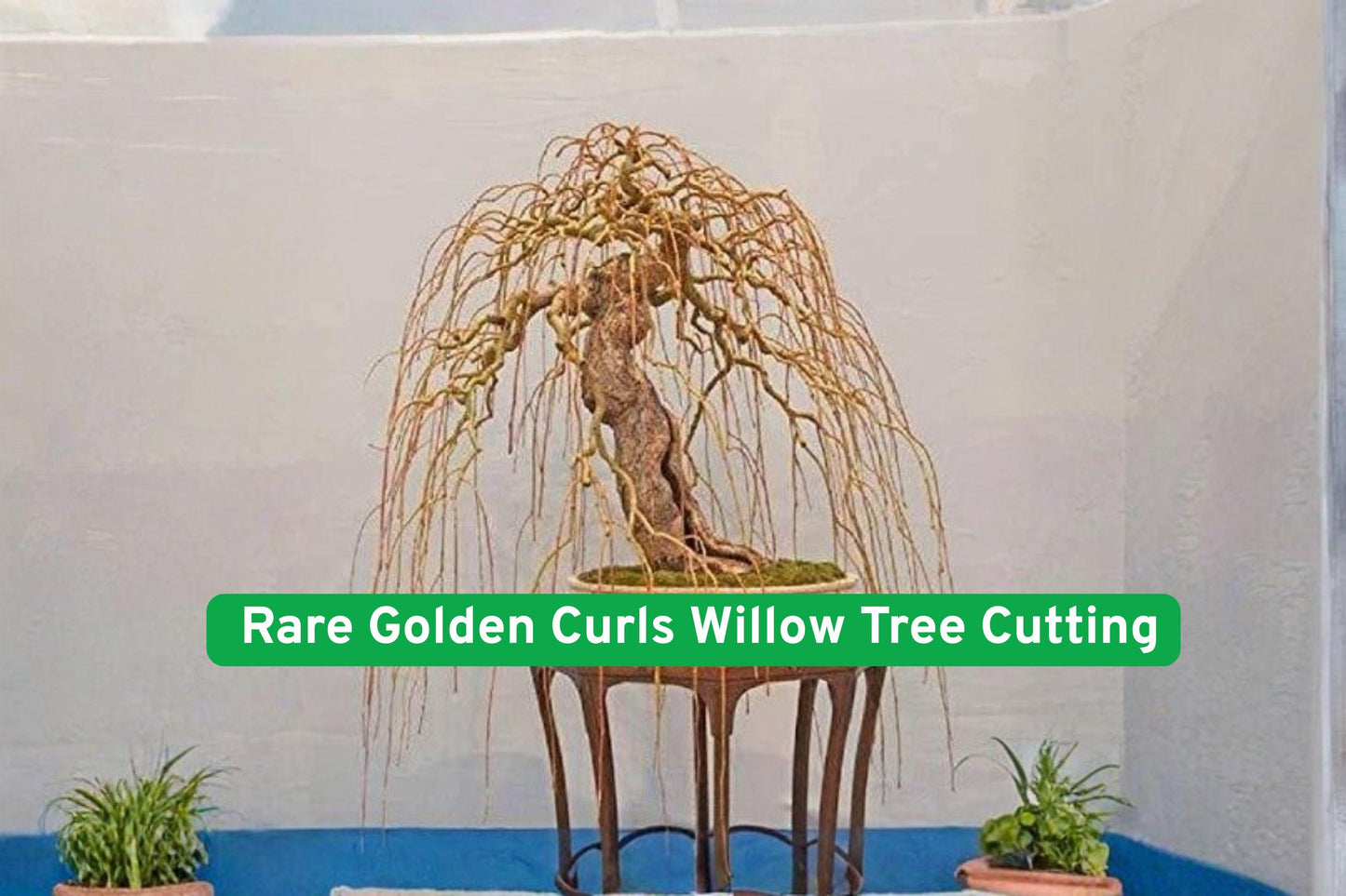Golden Curls Willow Cutting, Live Bonsai Starter, Curly Willow, Salix matsudana ‘Tortuosa Aurea’