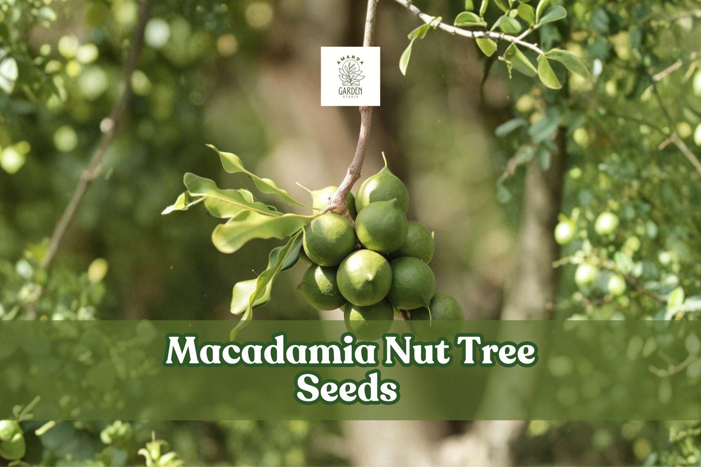 Macadamia Nut Tree Seeds – 5 Pack, Tropical Evergreen, Edible Nuts, Macadamia integrifolia, Nut Tree Seeds