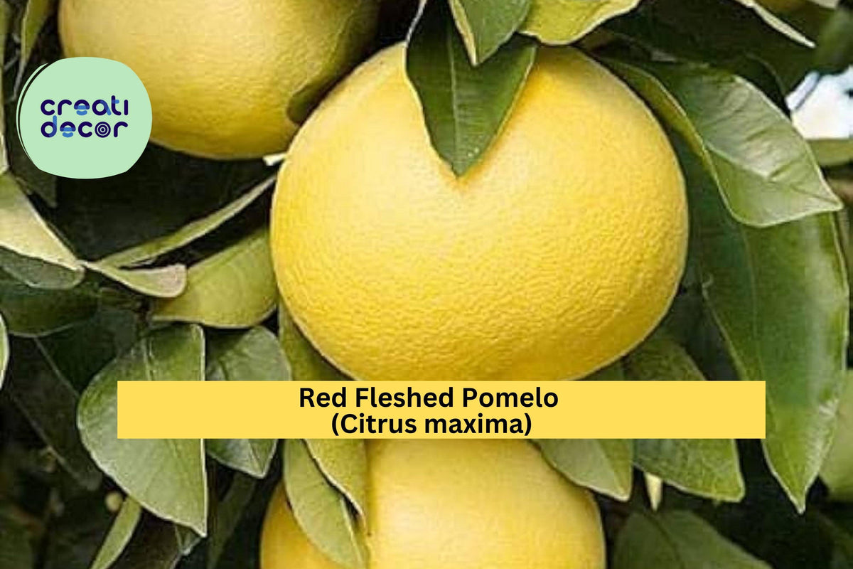 Red Fleshed Pomelo Scion Cuttings – 6–8 Inches – Citrus maxima – Grafting Wood for Fruit Tree Propagation