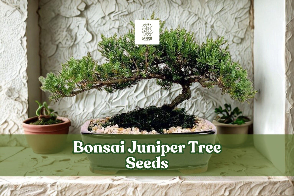 Bonsai Juniper Tree Seeds – Juniperus chinensis Evergreen Conifer for Bonsai & Landscaping, 10+ Seeds