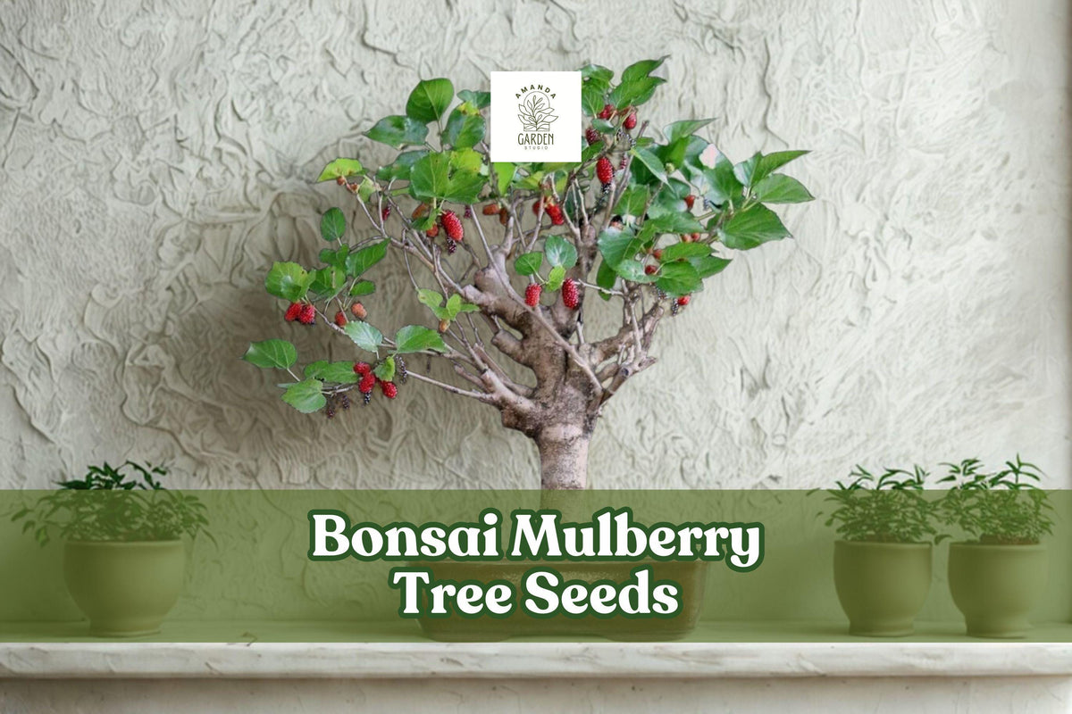 25 Bonsai Mulberry Tree Seeds – Morus Nigra, Miniature Decorative Fruit Tree for Bonsai & Indoor Garden
