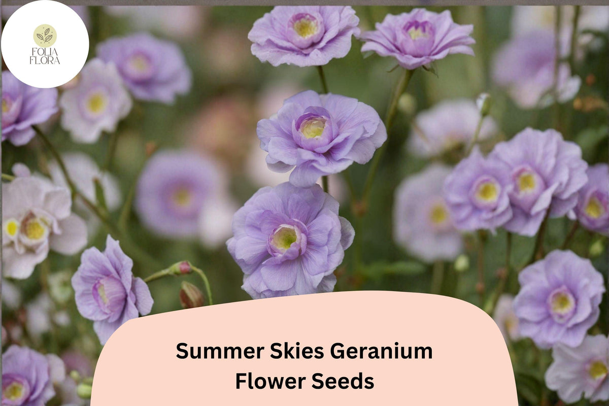 25+ Summer Skies Geranium Seeds | Hardy Perennial Cranesbill Lavender Blue Blooms | Geranium ‘Summer Skies’ for Garden Borders
