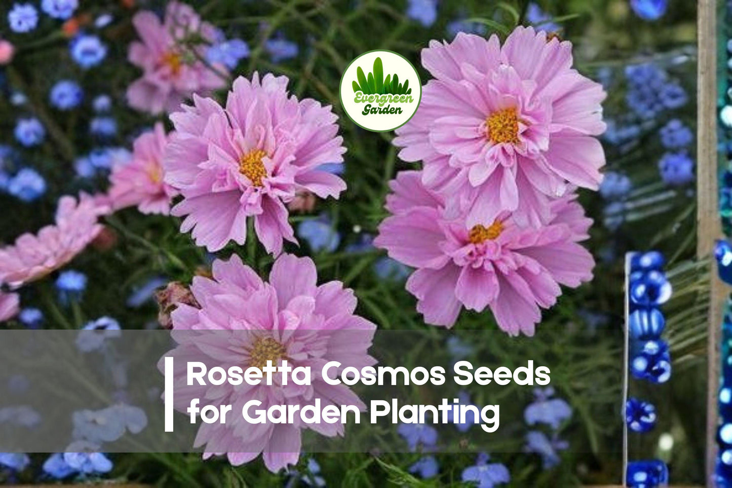 200+ Cosmos bipinnatus Rosetta Seeds – Rose Pink, Double Blooms, Annual Flower for Borders, Containers & Cut Flowers