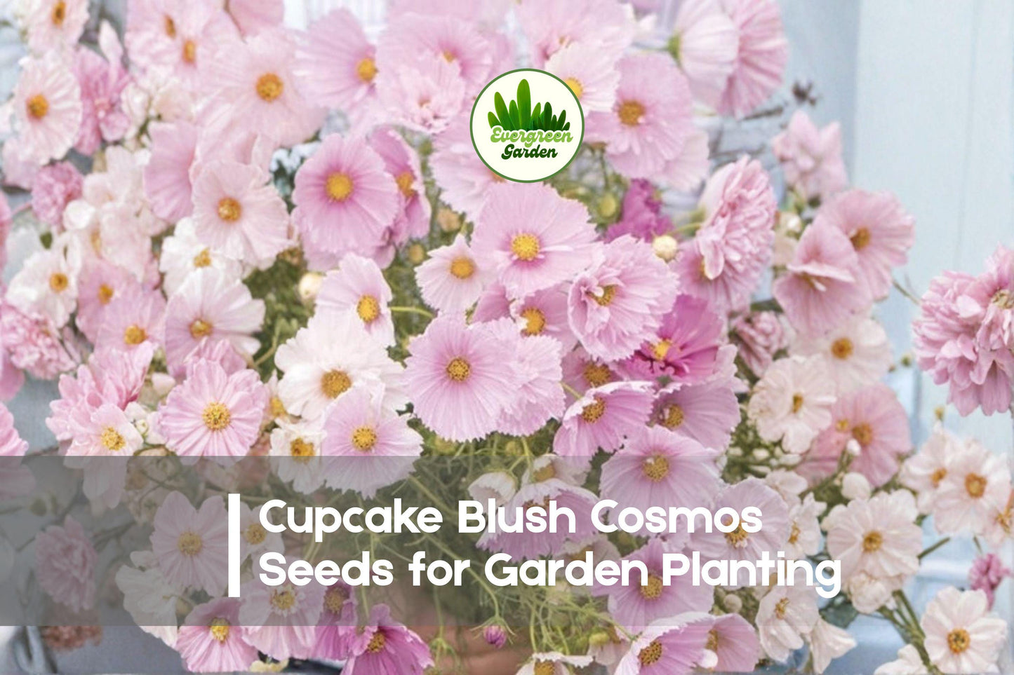 200+ Cupcake Blush Cosmos Seeds - Soft Pink & White Annual Flower, Cosmos bipinnatus for Borders, Containers, Pollinator Gardens