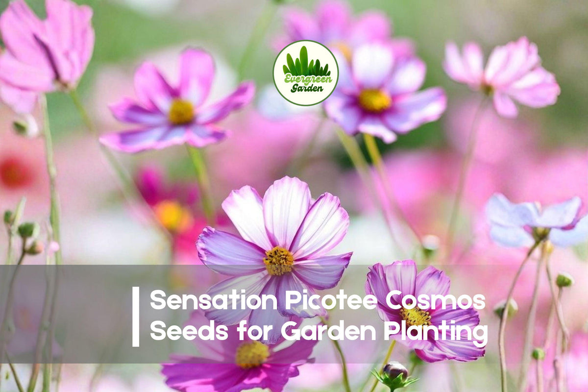 200+ Sensation Picotee Cosmos Seeds – White & Pink Edged, Annual Flower, Cosmos bipinnatus, Butterfly & Bee Attractant
