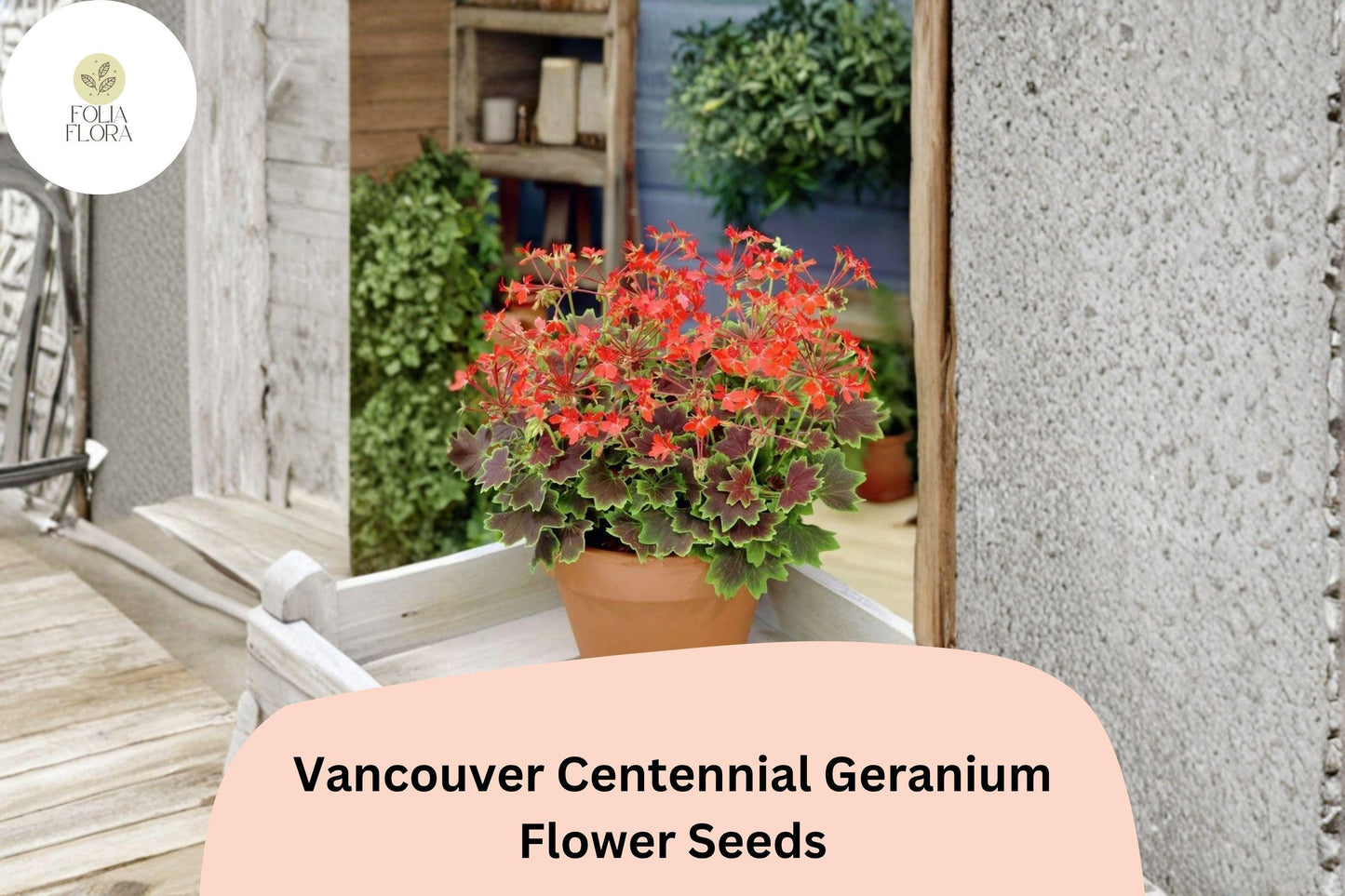 25+ Vancouver Centennial Geranium Seeds | Zonal Pelargonium Red-Orange Flowers & Bronze Foliage for Garden Pots