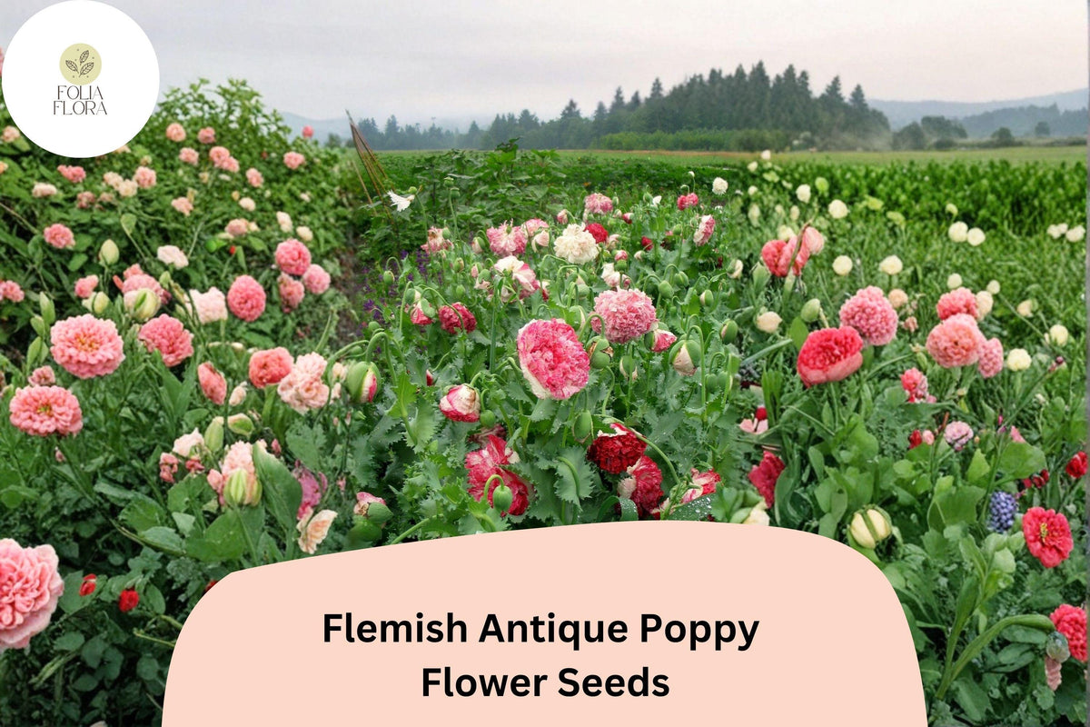 200+ Flemish Antique Poppy Seeds – Cream & Red Frilled Blooms – Heirloom Papaver somniferum Flower Seeds