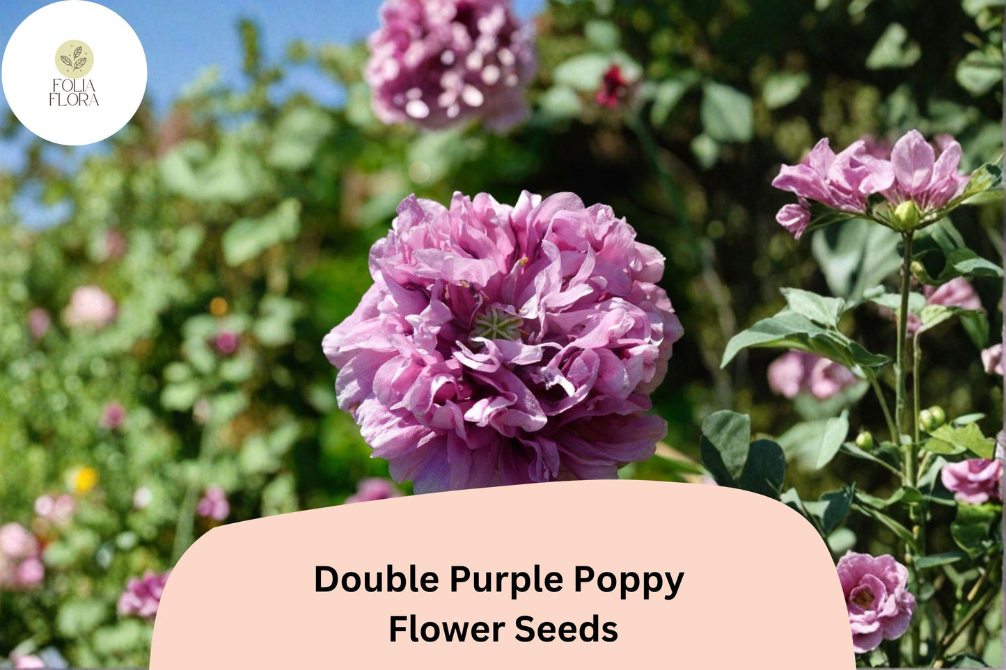 200+ Double Purple Poppy Seeds – Violet Frilled Blooms – Papaver somniferum, Heirloom Annual Flower for Garden Beds & Borders
