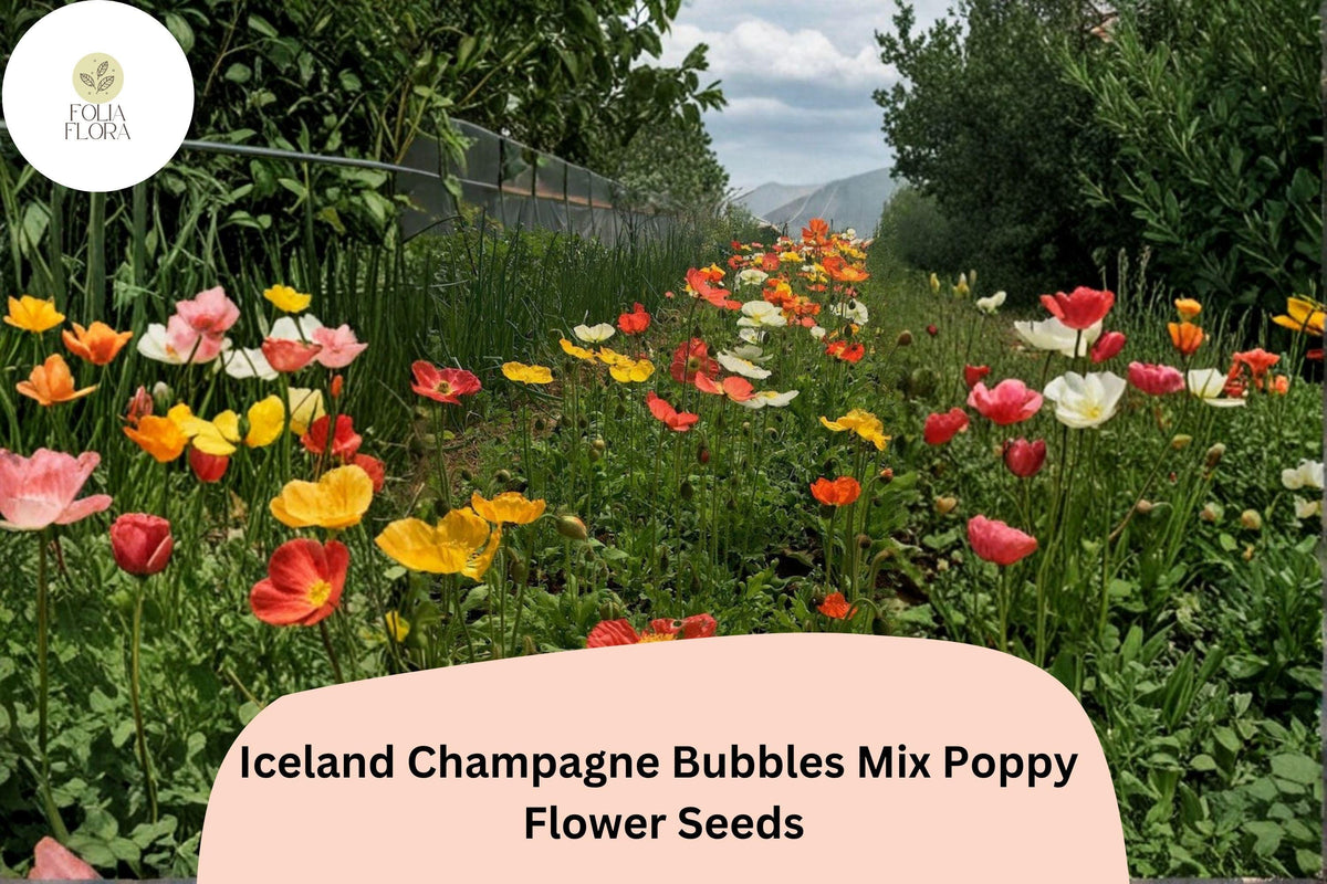 Iceland Poppy Seeds – Champagne Bubbles Mix, Perennial Flower Seeds, Colorful Papaver nudicaule for Gardens and Borders
