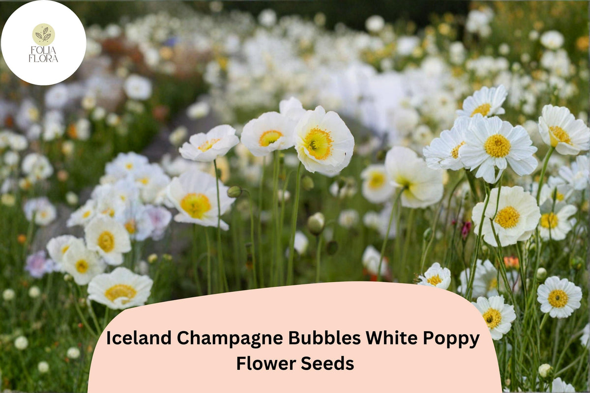 200+ Iceland White Poppy Seeds – Champagne Bubbles, Elegant Perennial Flowers, Papaver nudicaule, White Bloom Seeds