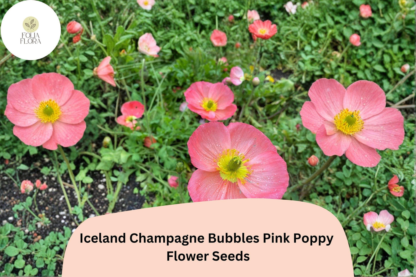 200+ Iceland Pink Poppy Seeds Champagne Bubbles Variety Papaver nudicaule Perennial Garden Flower