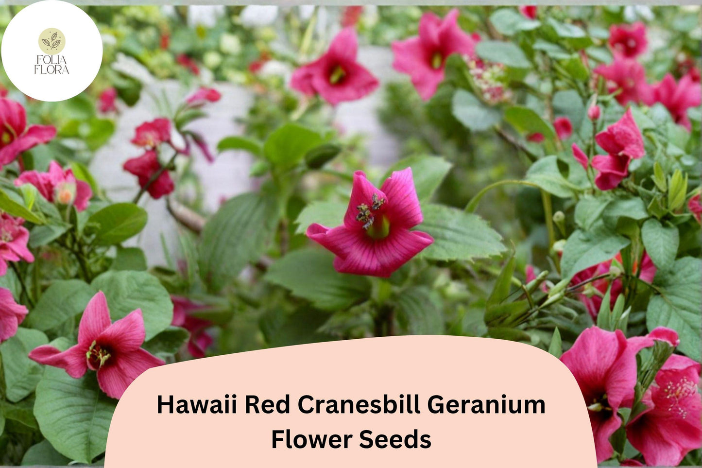 Hawaii Red Geranium Seeds | Perennial Pink Flower | Geranium sanguineum | Garden Plant Seeds