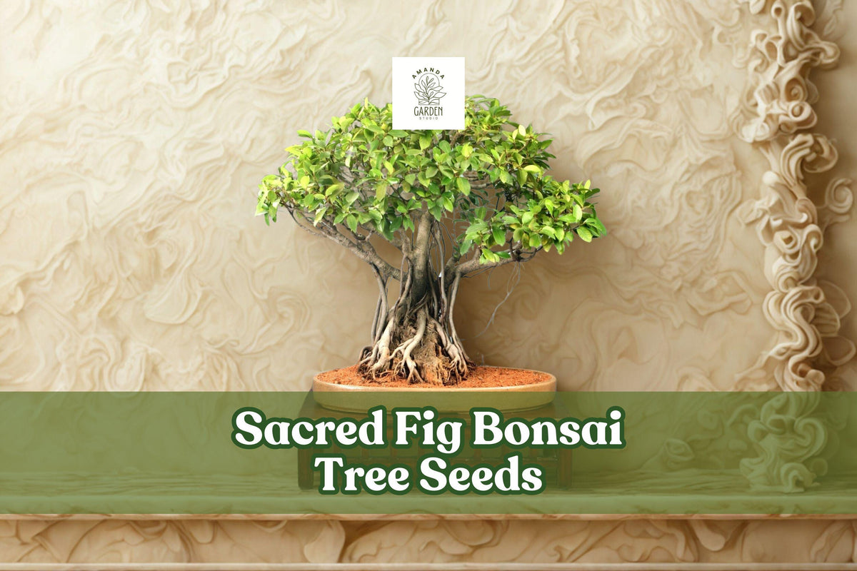 Sacred Fig Bonsai Tree Seeds (Ficus religiosa) – 25+ Fresh Ornamental Plant Seeds for Bonsai & Garden