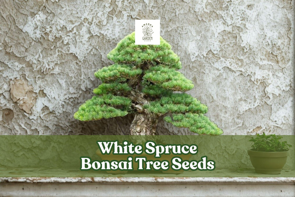 White Spruce Bonsai Seeds | Picea glauca Evergreen Conifer for Bonsai & Garden
