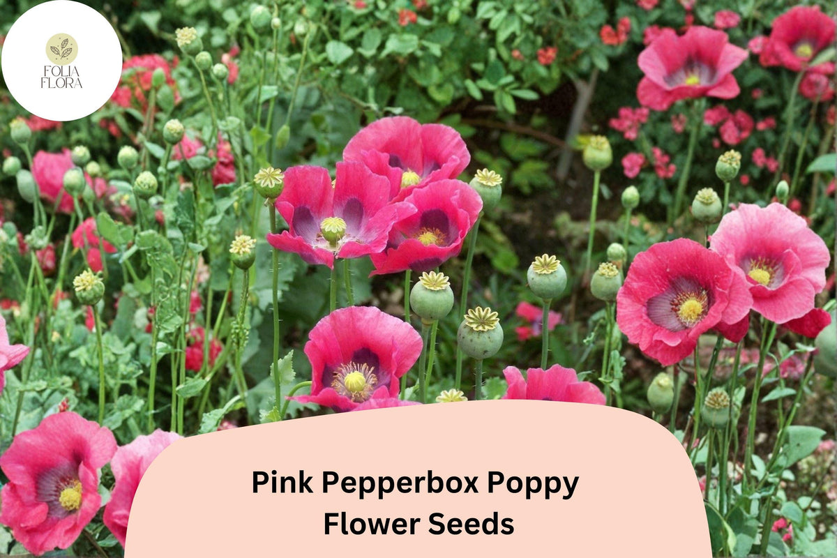Pink Pepperbox Poppy Seeds – Perennial Flower, Soft Pink Ruffled Blooms, Papaver somniferum, Easy to Grow, Pollinator Friendly