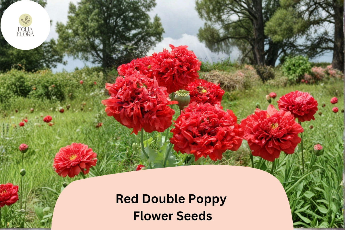 200+ Red Double Poppy Seeds – Perennial Wildflower, Bold Red Double Blooms, Papaver somniferum, Easy to Grow, Bee & Butterfly Attractant