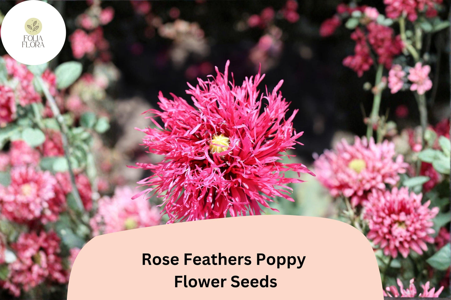 Rose Feathers Poppy Seeds – Soft Pink Perennial Wildflower – Papaver somniferum – Attracts Bees & Butterflies