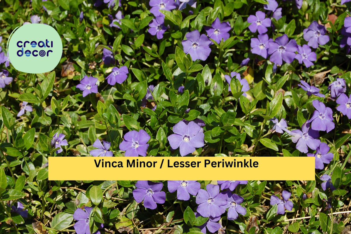 Vinca Minor Live Plants – 50 Bare Roots or 2.5" Pots, Evergreen Ground Cover, Blue-Purple Flowers, Shade Garden, Hardy Zones 4–9