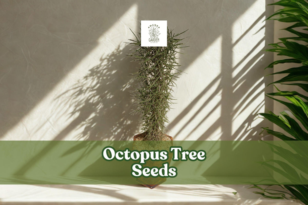 Octopus Tree Seeds (Didierea madagascariensis) – Rare Succulent Seeds for Bonsai & Desert Gardens, Exotic Madagascar Plant