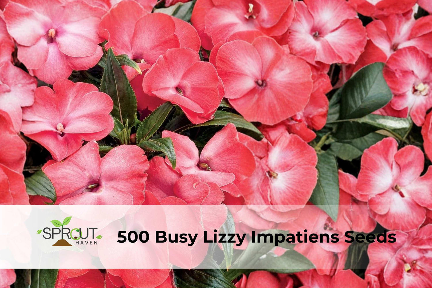 500 Busy Lizzy Impatiens ‘Rose Star’ Seeds, Annual Flower, Pink White Star Pattern, Impatiens walleriana