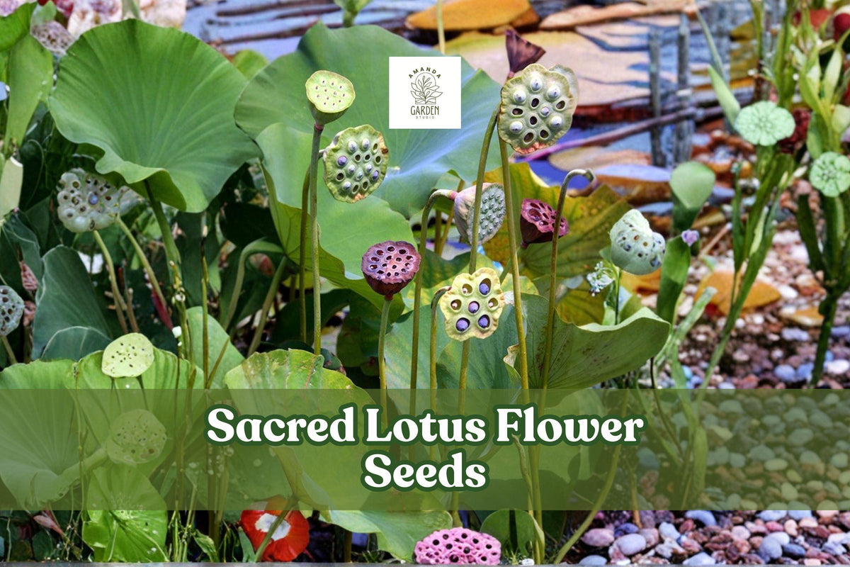 15 Sacred Lotus Seeds - Aquatic Pond Flower Nelumbo nucifera Pink White Water Garden Plant